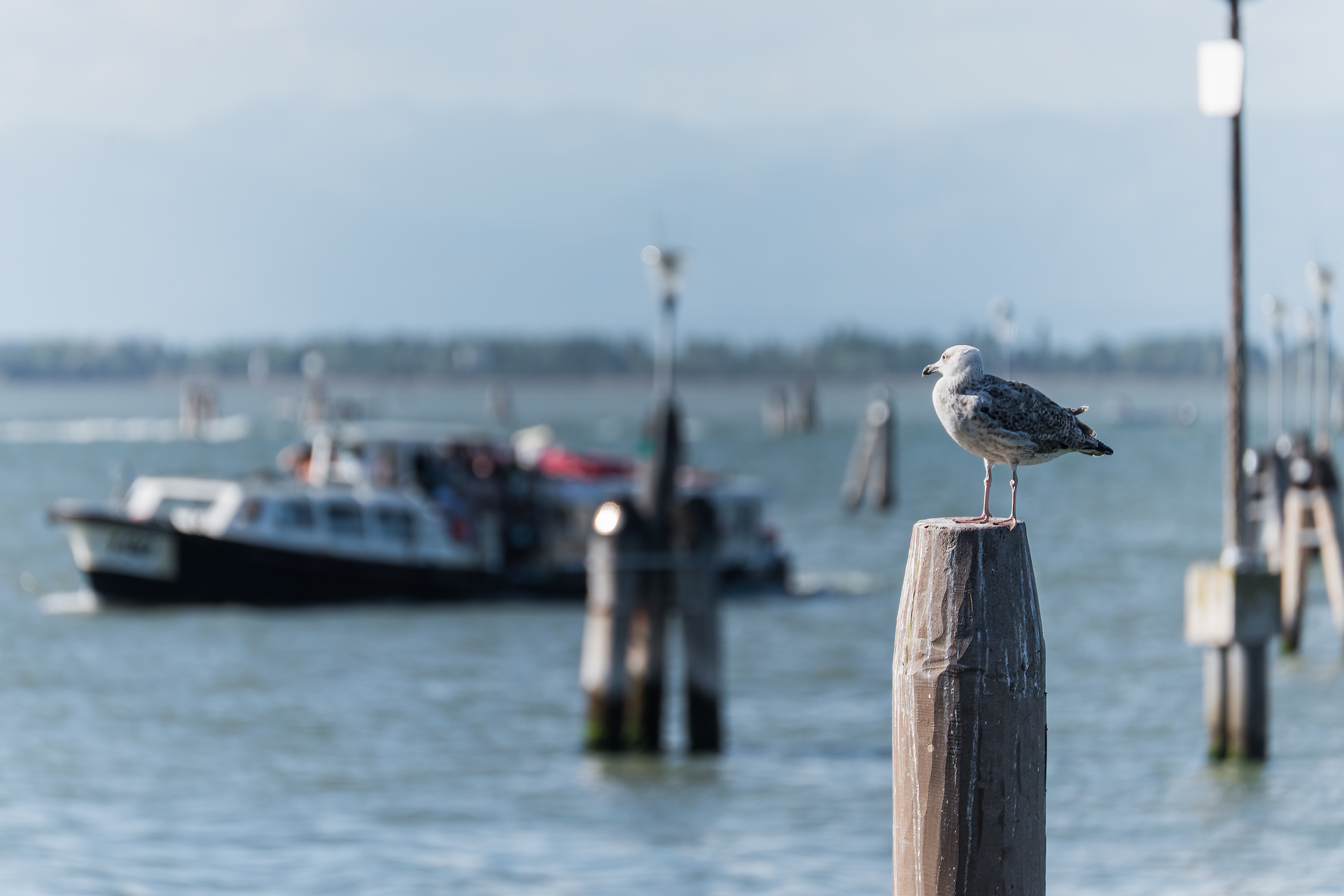 Gabbiano su una bricola con in sfondo un vaporetto ACTV.